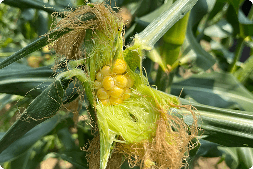 7月27日(種まきから70日後)。ゴールドラッシュ®90の先端まで色づいている様子