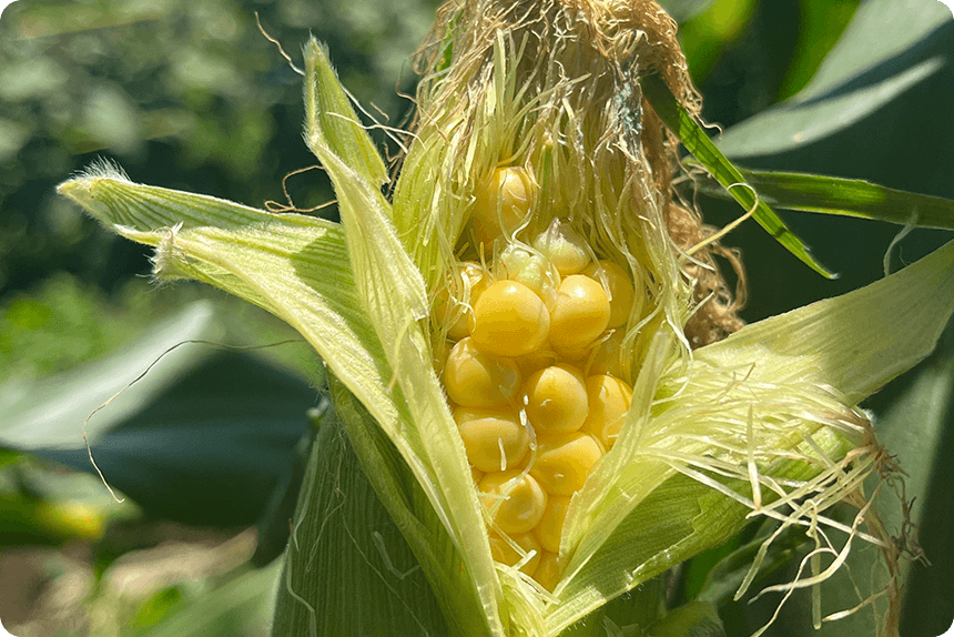 8月2日。ゴールドラッシュ®90の先端にしなびが発生している様子1