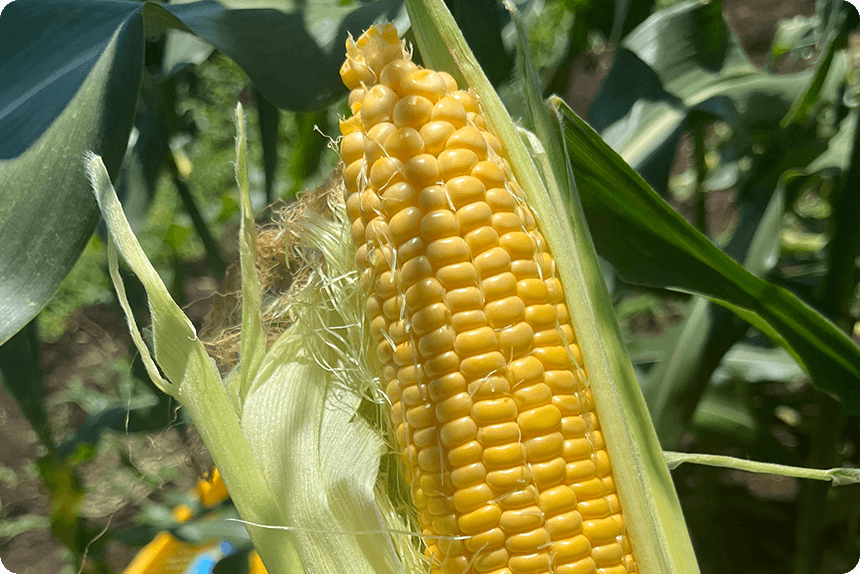 8月2日。ゴールドラッシュ®90の先端にしなびが発生している様子1