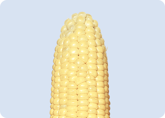 ゴールドラッシュ&ネオの先端