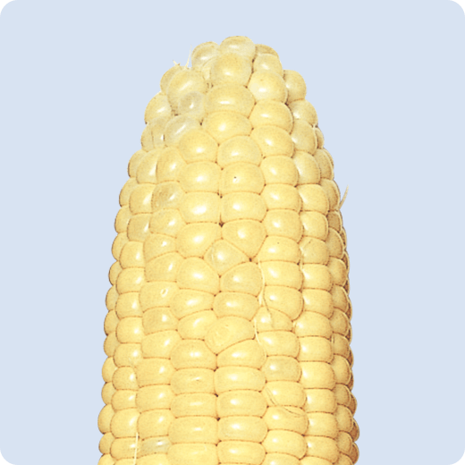 ゴールドラッシュ&ネオの先端