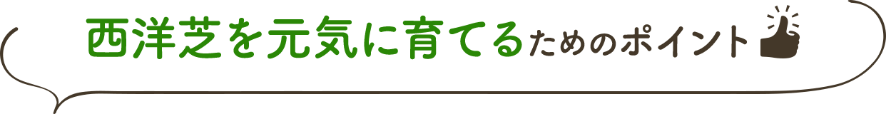 西洋芝を元気に育てるためのポイント