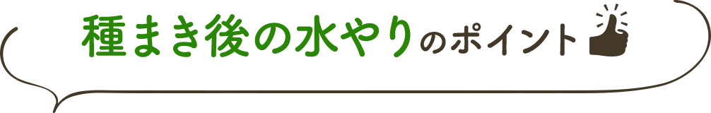 種まき後の水やりのポイント