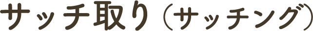 サッチ取り（サッチング）