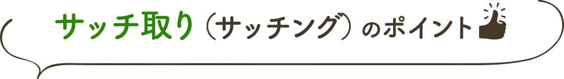 サッチ取り（サッチング）のポイント