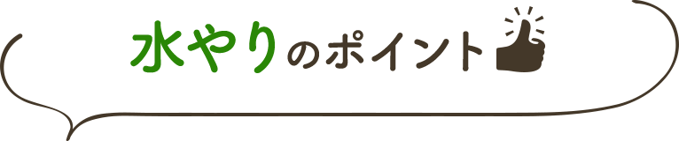 水やりのポイント