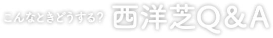 こんなときどうする？西洋芝Q＆A