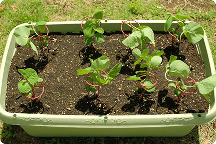 プランターの土から芽が出ている様子