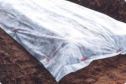 不織布などで種をガードしている様子