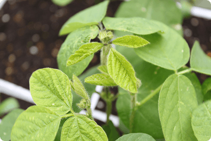 エダマメの芽が出ている様子