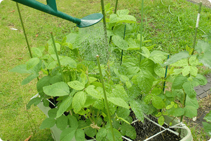 エダマメの苗に水やりをしている様子