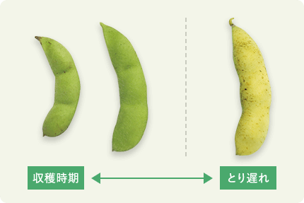 エダマメの収穫時期を説明する図