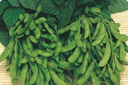 収穫されたおつな姫(R)