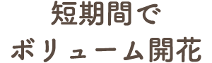 短期間でボリューム開花