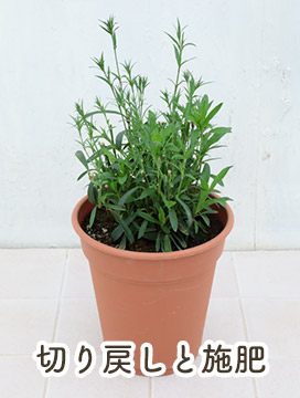 切り戻しと施肥