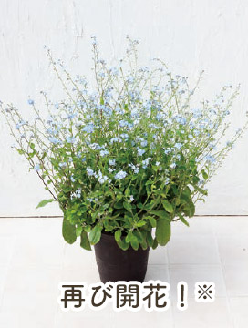 再び開花！※