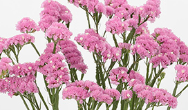 ディープローズ