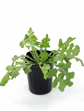 ポット苗の写真