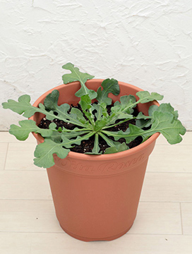 鉢に植え替えた写真