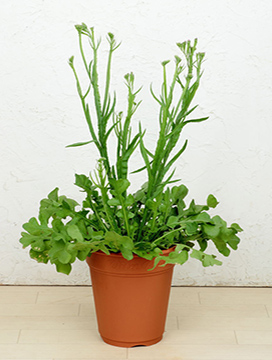 茎が伸びてきた写真