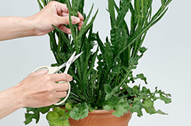 ハサミで茎を切っている、切り戻ししている写真