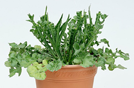 切り戻し後のイメージ