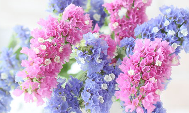 スターチス エリオット