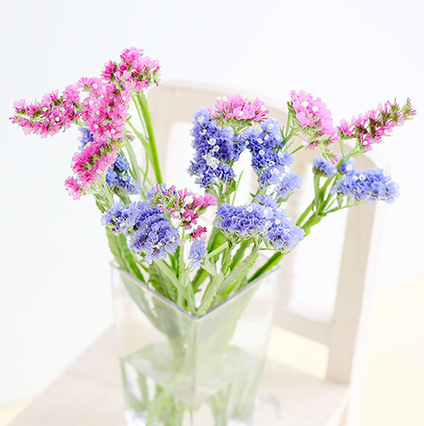 スターチス エリオット