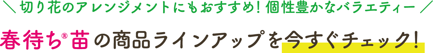 切り花のアレンジメントにもおすすめ！個性豊かなバラエティー 春待ち®苗の商品ラインアップを今すぐチェック！