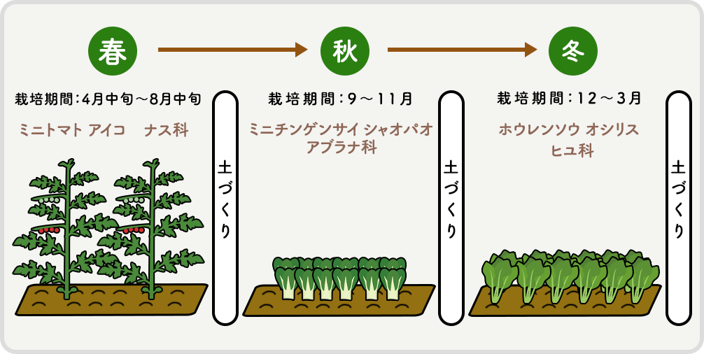 春 栽培期間：4月中旬~8月中旬 ミニトマト アイコ（ナス科）→土づくり→秋 栽培期間：9~11月 ミニチンゲンサイ シャオパオ（アブラナ科）→土づくり→冬 栽培期間：12~3月 ホウレンソウ オシリス（ヒユ科）