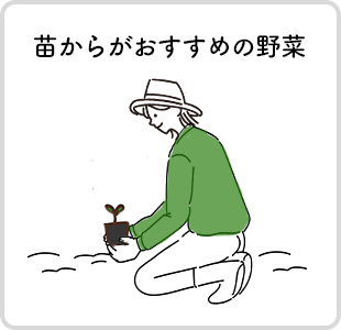 苗からがおすすめの野菜