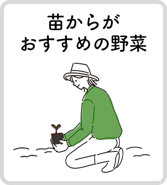苗からがおすすめの野菜