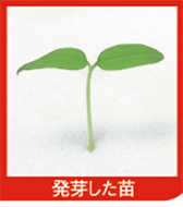 10 発芽した苗の容姿