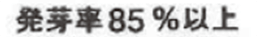 14 発芽率