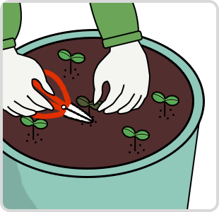 ポイント4 間引き作業で品質アップさせよう