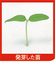 10 発芽した苗の容姿