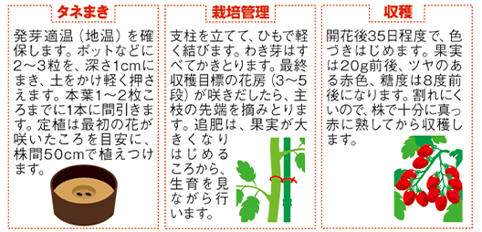 11 栽培のポイント