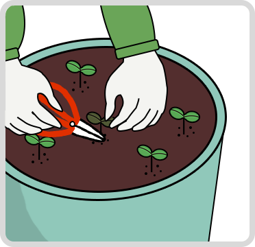 ポイント4 間引き作業で品質アップさせよう