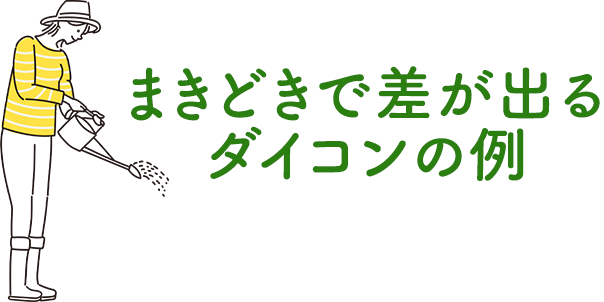 まきどきで差が出るダイコンの例