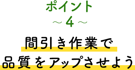 ポイント4 間引き作業で品質をアップさせよう