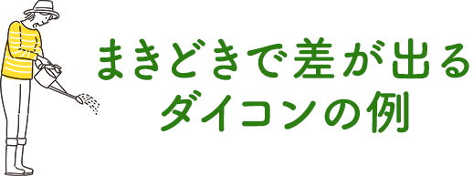 まきどきで差が出るダイコンの例