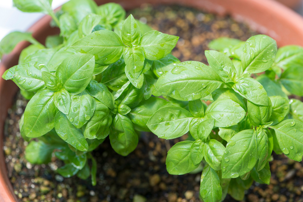 バジル