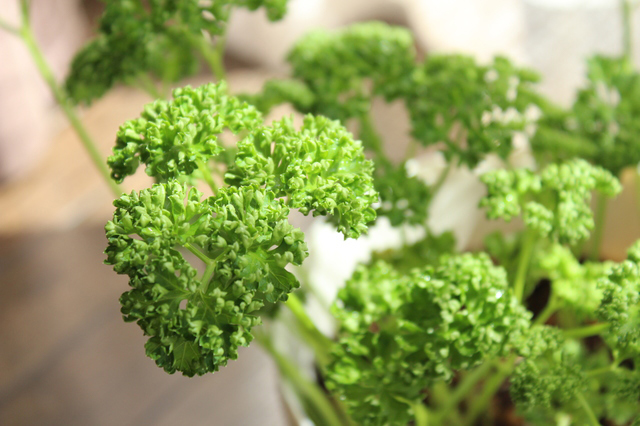 パセリ