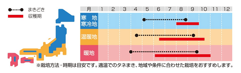 バジルの種まき時期