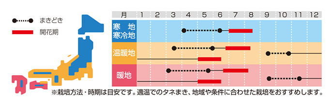 カモミールの種まき時期