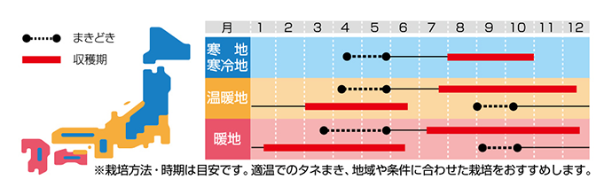 パセリの種まき時期