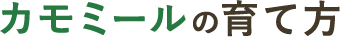 カモミールの育て方