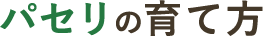パセリの育て方