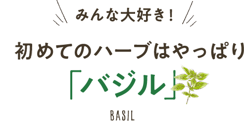 初めてのハーブはやっぱり「バジル」