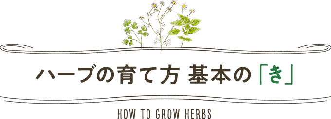 ハーブの育て方 基本の「き」